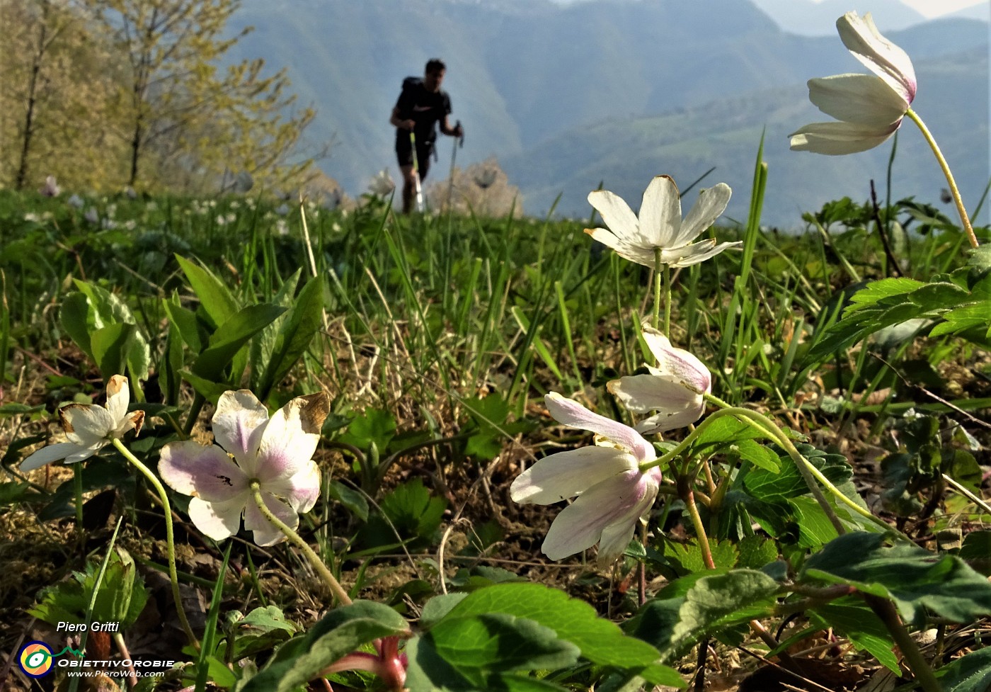 48  Bianca  Anemone nemorosa (Anemonoides nemorosa) nei verdi prati di Colle Pradali.JPG